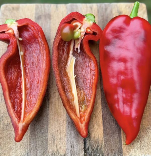 Pepper - Ajvarski (3.25" pot)